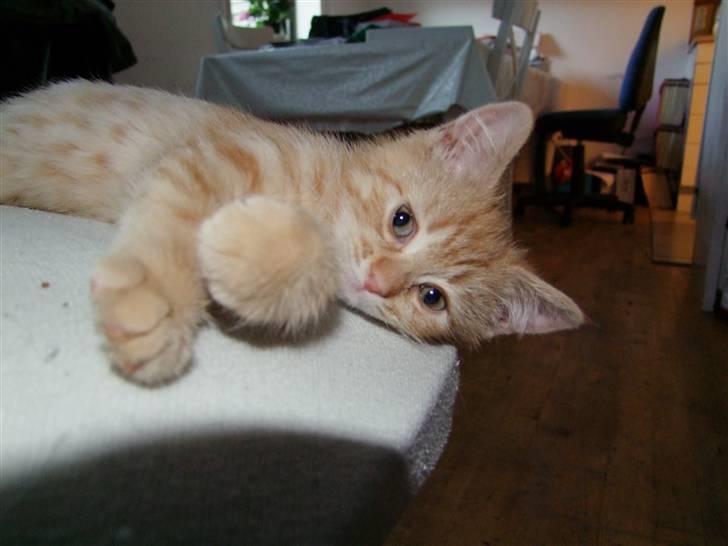 Blanding af racer zeus billede 3