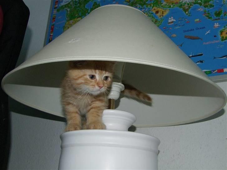 Blanding af racer zeus billede 4