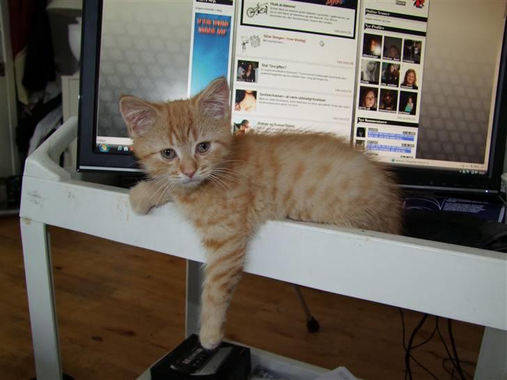 Blanding af racer zeus billede 5