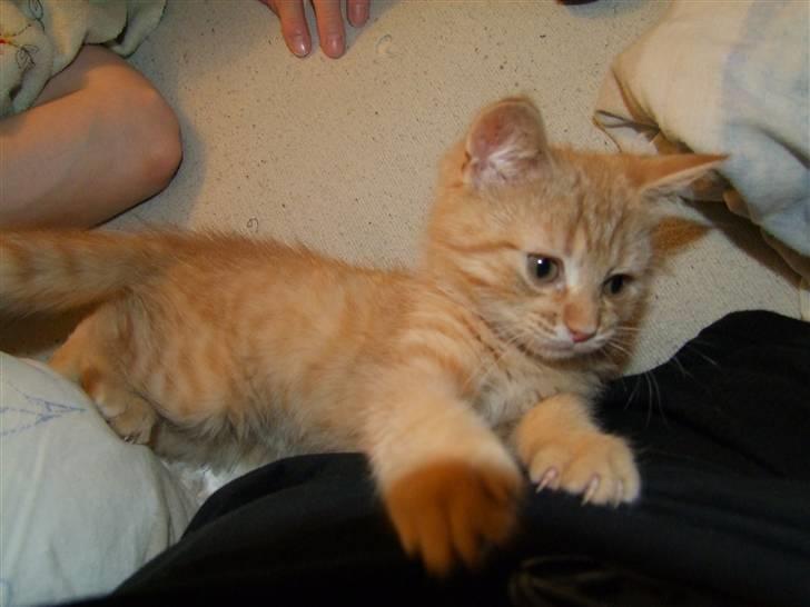 Blanding af racer zeus billede 6