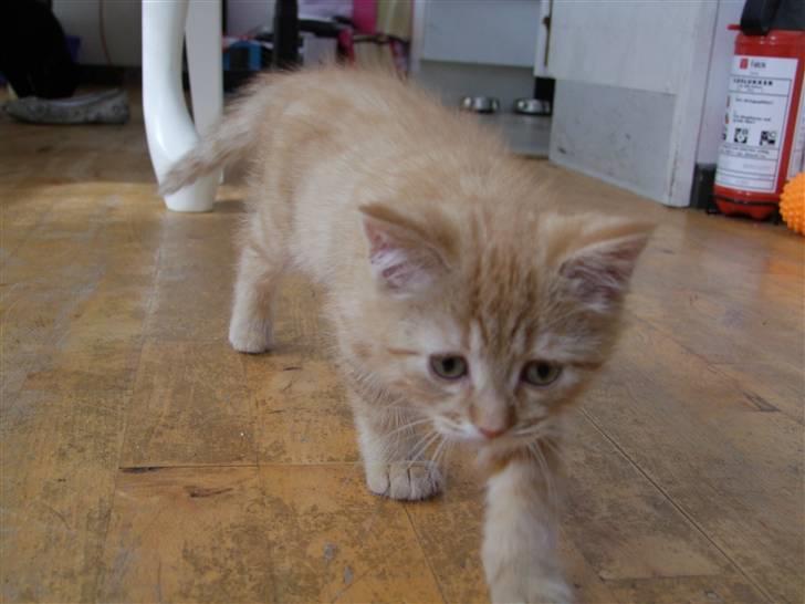 Blanding af racer zeus billede 7