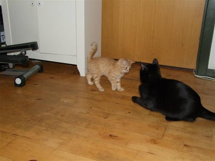 Blanding af racer zeus billede 8