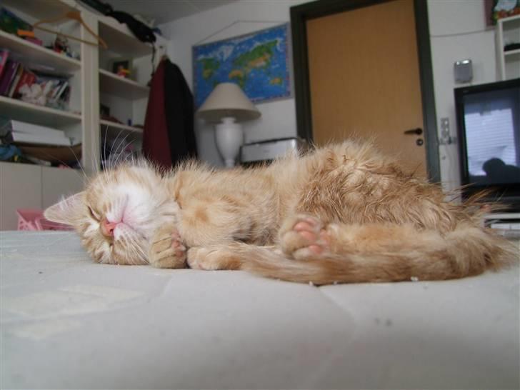 Blanding af racer zeus billede 9