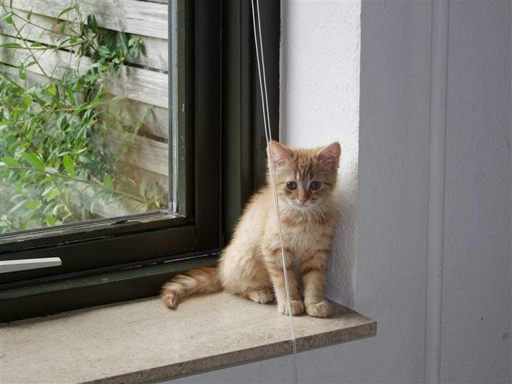 Blanding af racer zeus billede 10