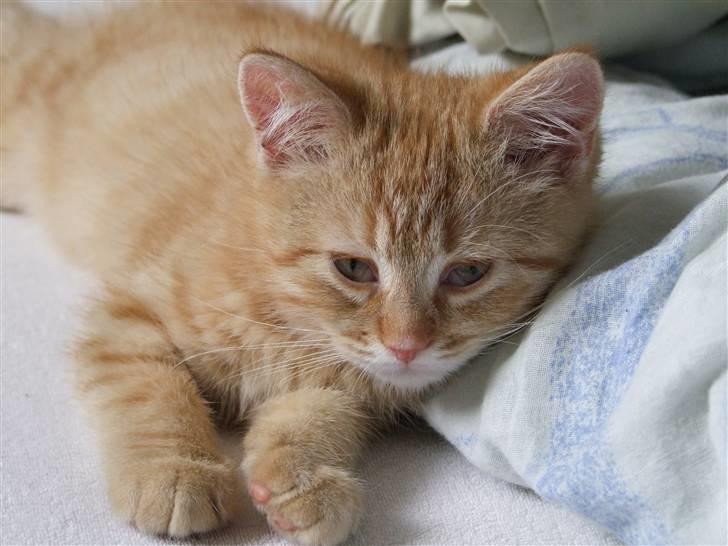 Blanding af racer zeus billede 11