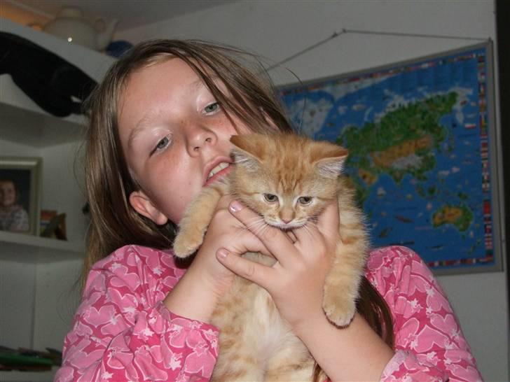 Blanding af racer zeus billede 12