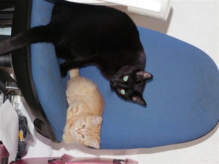 Blanding af racer zeus billede 13