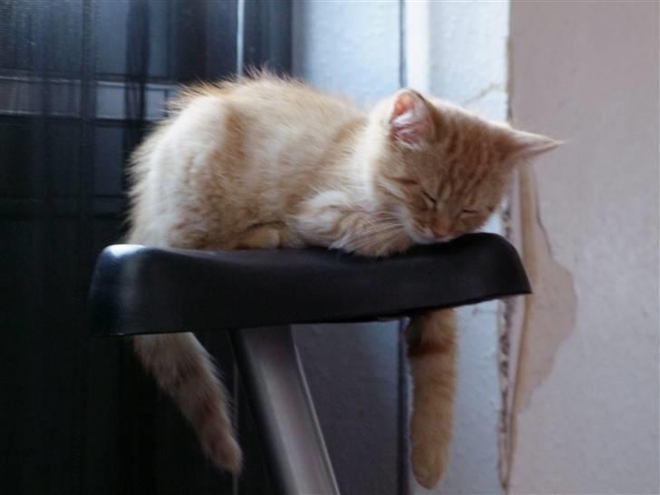 Blanding af racer zeus billede 14