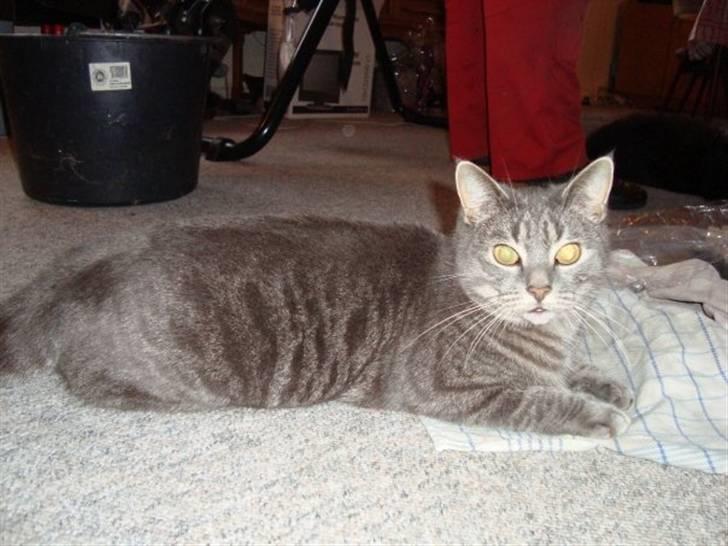 Huskat Charlie - Hej og velkommen hertil (: billede 1