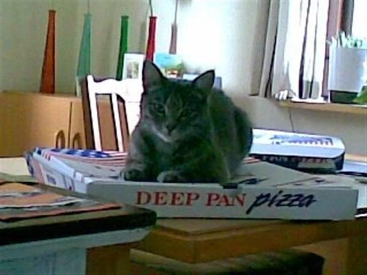 Huskat Charlie - Det er MIN pizza!! billede 2