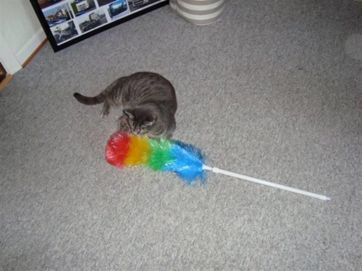 Huskat Charlie - Jeg skal lige støves af (; billede 3