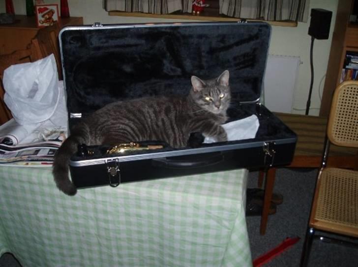 Huskat Charlie - Tag mig med på rejsen? i; billede 4