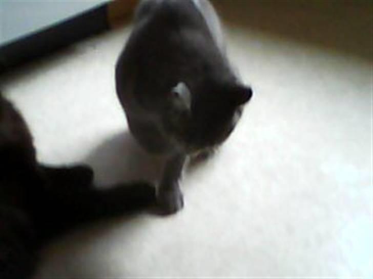 Huskat Charlie - Hov, der sad noget skidt..  billede 7