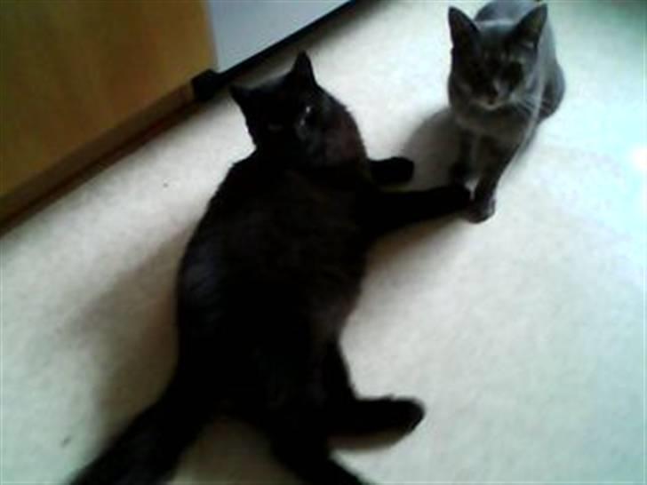 Huskat Charlie - Farvel og tak for kigget i; billede 8