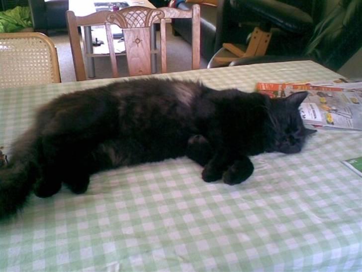 Maine Coon DJ - Hejsa! (: billede 1