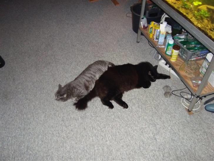 Maine Coon DJ - ZzzZZZ, dejligt med en slapper. billede 2