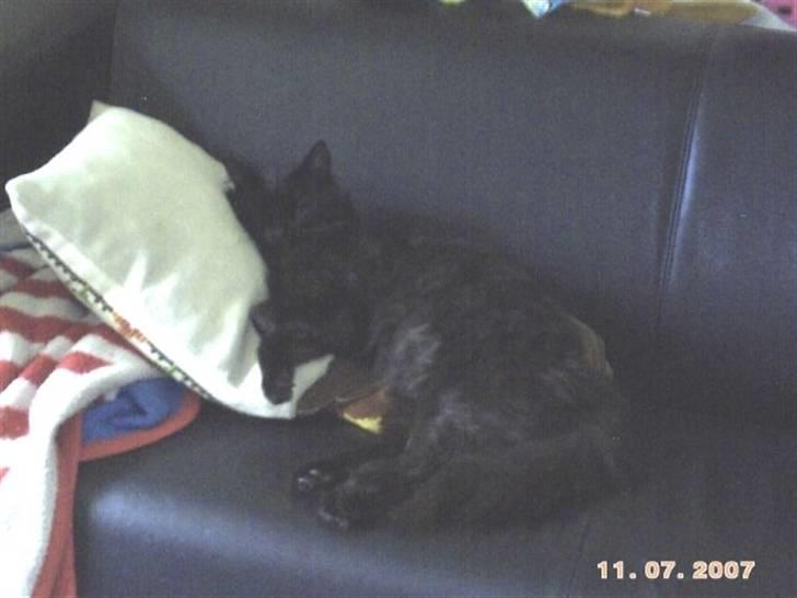 Maine Coon DJ - Ahh, hvor er sofaen dejlig.! billede 3