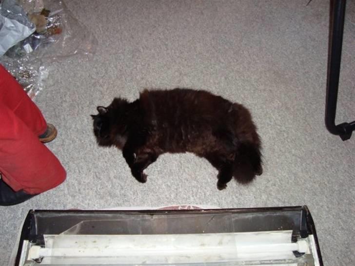 Maine Coon DJ - Masser af plads at fylde på! :) billede 4