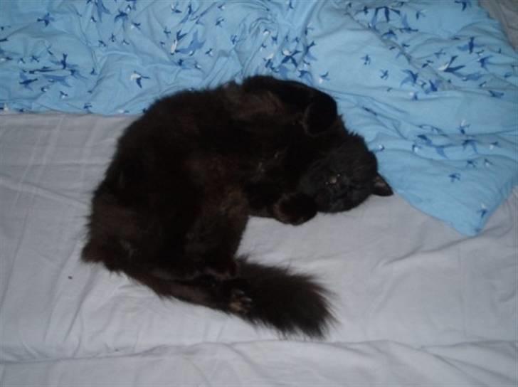 Maine Coon DJ - Klø mig på maven! :D Kæl med mg! (: billede 5