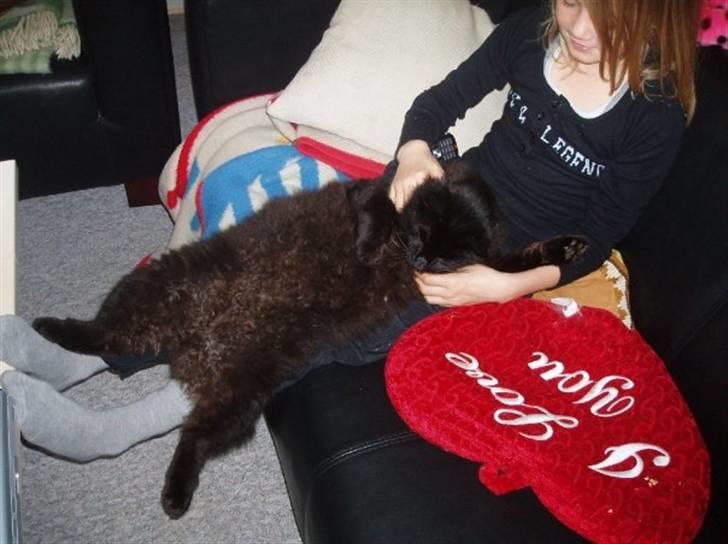 Maine Coon DJ - Nej nej nej! ikke sådan der! billede 6