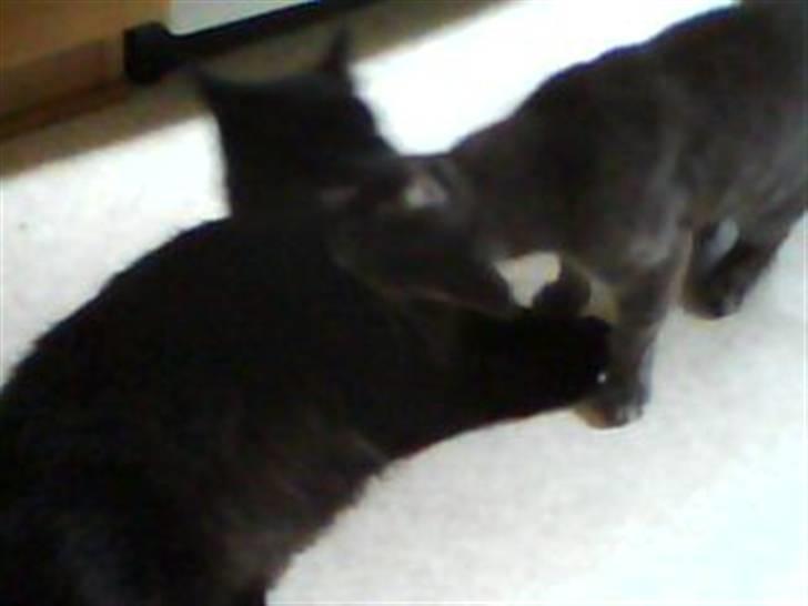 Maine Coon DJ - Uuh, det er dejligt der (; billede 7