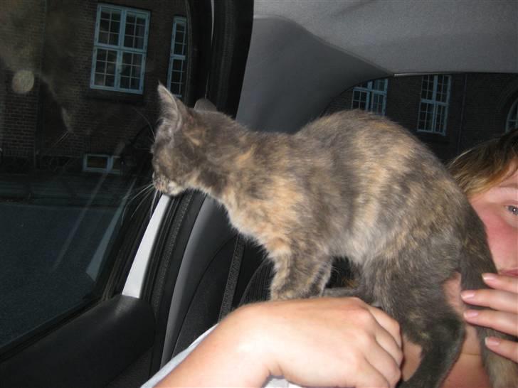 Blanding af racer Silke billede 1