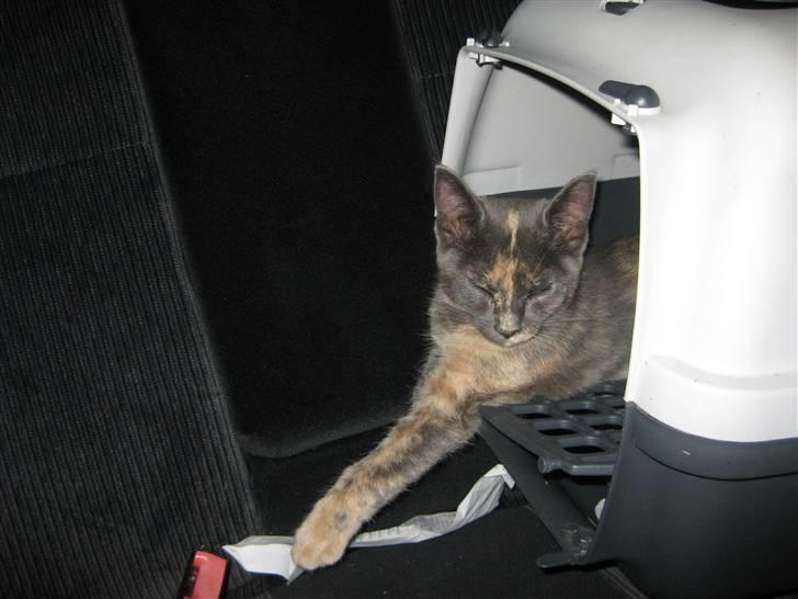 Blanding af racer Silke - er jeg ikke dejlig billede 2