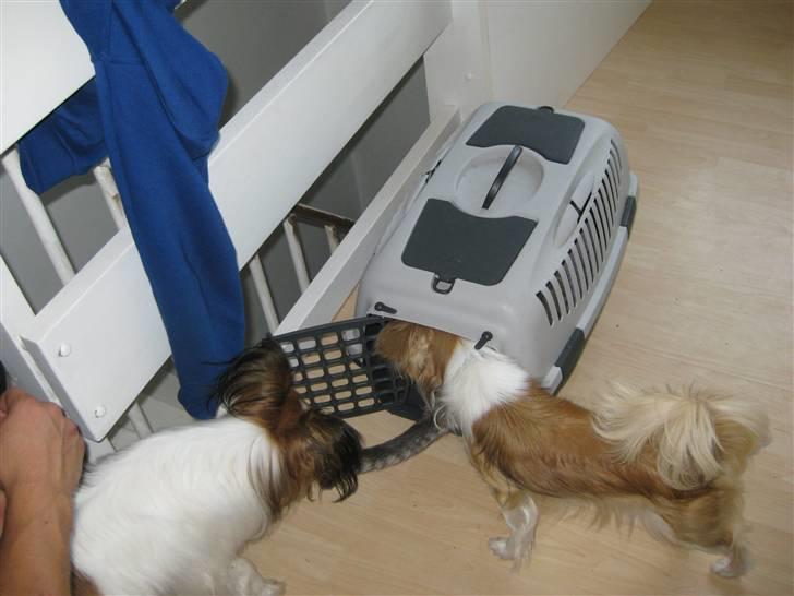 Blanding af racer Silke - Dette er et billed fra der hun kom fra billede 3