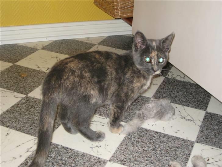 Blanding af racer Silke billede 4