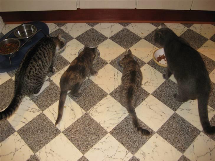 Blanding af racer Silke - Mine forældres 2 og mine to dagen efter de så hinanden for første gang billede 5