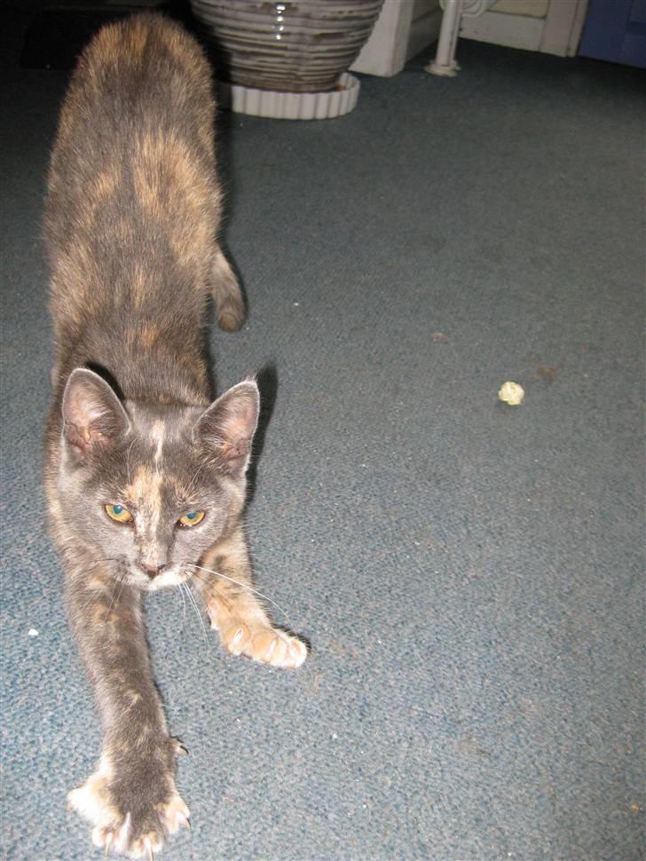 Blanding af racer Silke billede 6