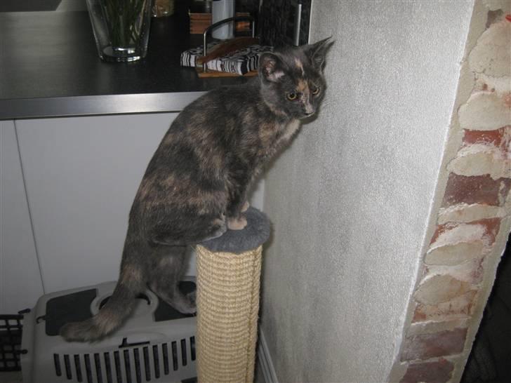 Blanding af racer Silke billede 7