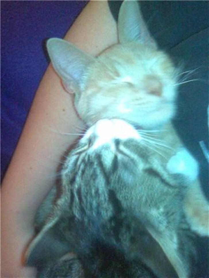 Huskat Dina billede 9