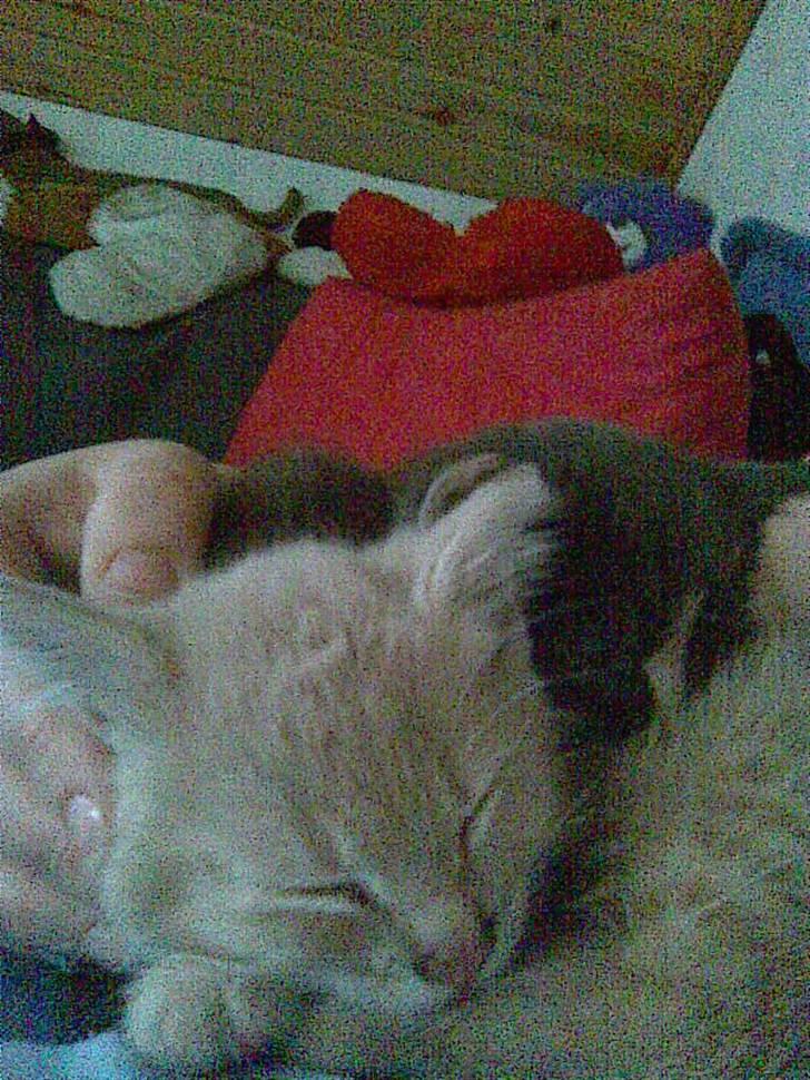 Blanding af racer Garfieldt den. 2. - sov sødt de de små.., billede 17