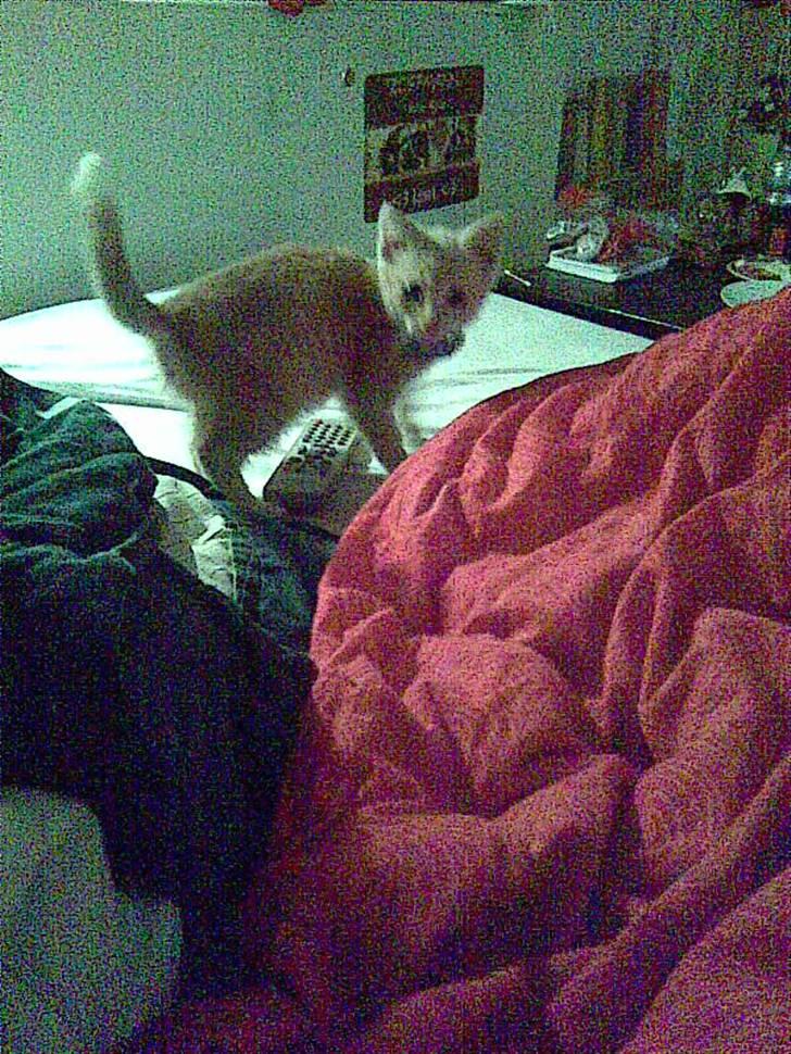 Blanding af racer Garfieldt den. 2. - frække fille <3 billede 18