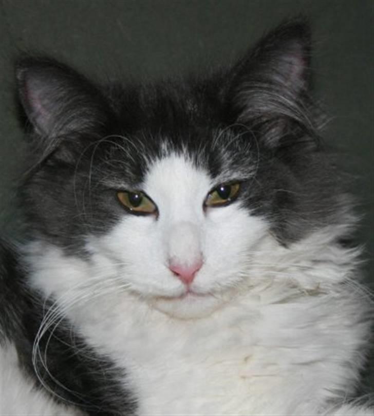 Norsk Skovkat Messenger Another Day billede 1