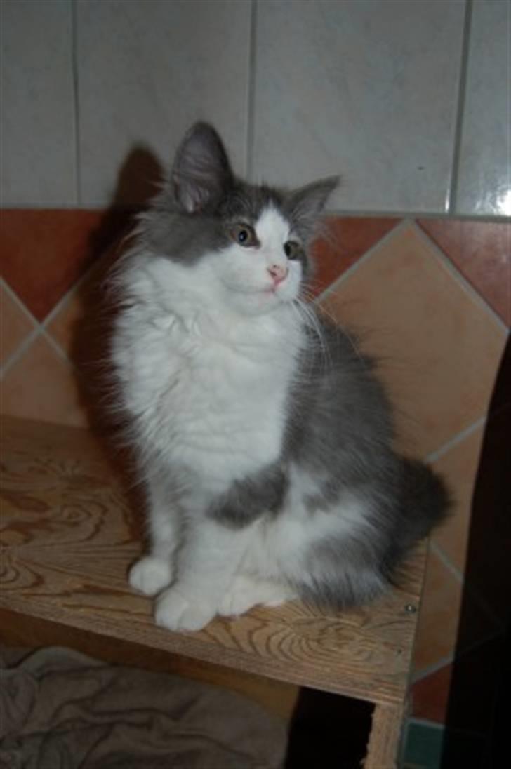 Norsk Skovkat Messenger Another Day billede 2