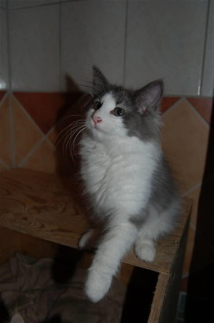 Norsk Skovkat Messenger Another Day billede 3