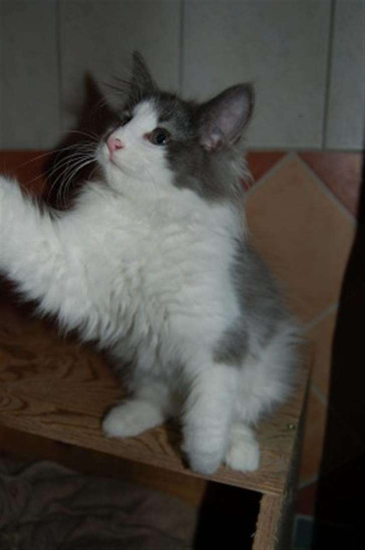 Norsk Skovkat Messenger Another Day billede 4