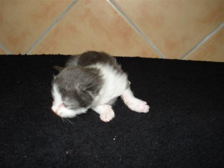 Norsk Skovkat Messenger Another Day billede 5