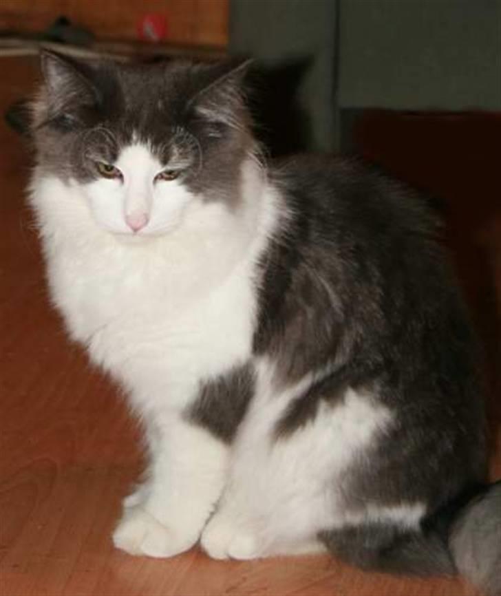 Norsk Skovkat Messenger Another Day billede 6