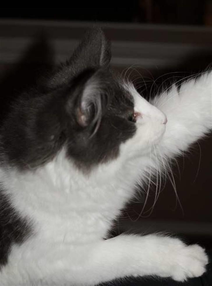 Norsk Skovkat Messenger Another Day billede 7