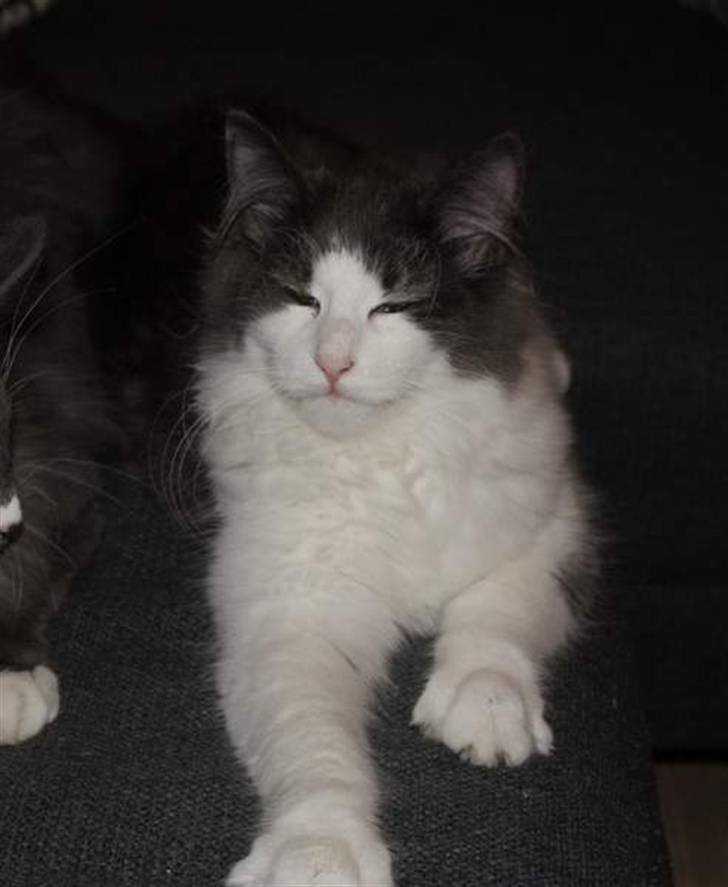 Norsk Skovkat Messenger Another Day billede 8