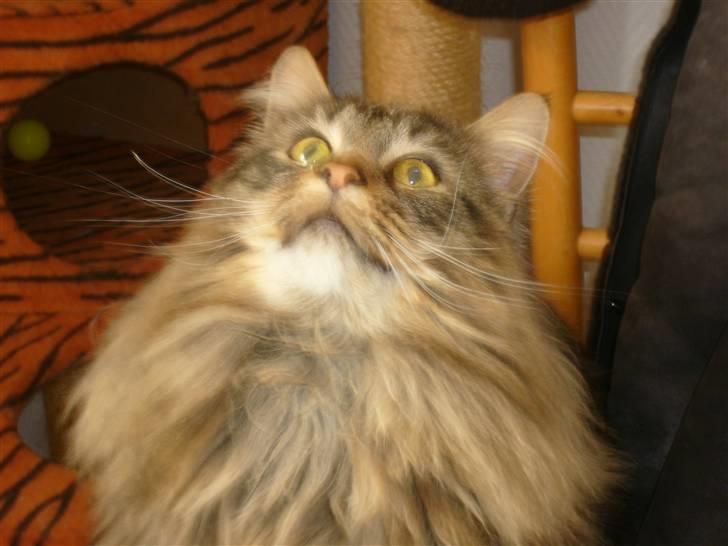 Maine Coon joey billede 1