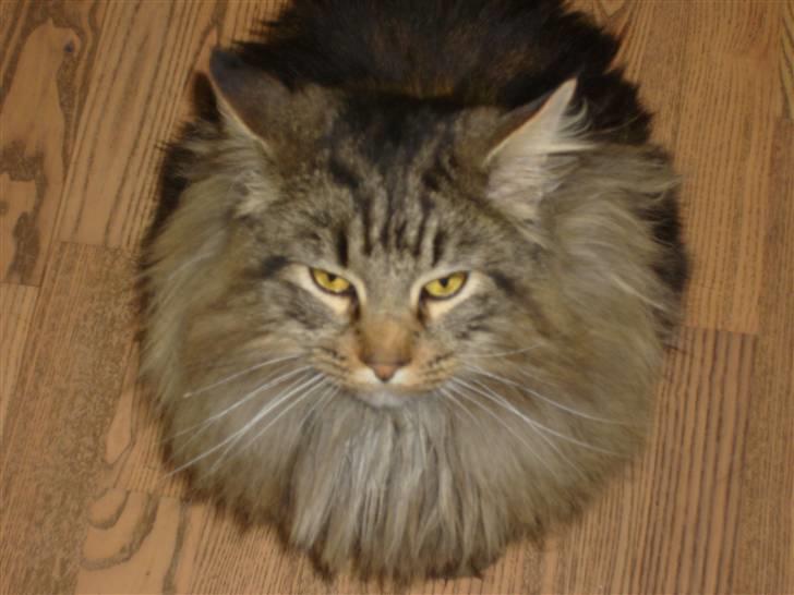 Maine Coon joey billede 2