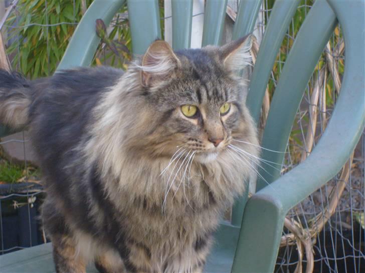 Maine Coon joey billede 3