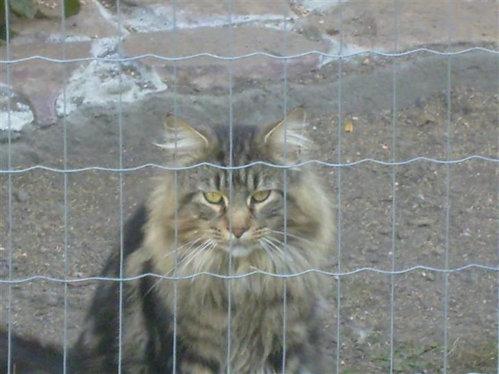 Maine Coon joey billede 4