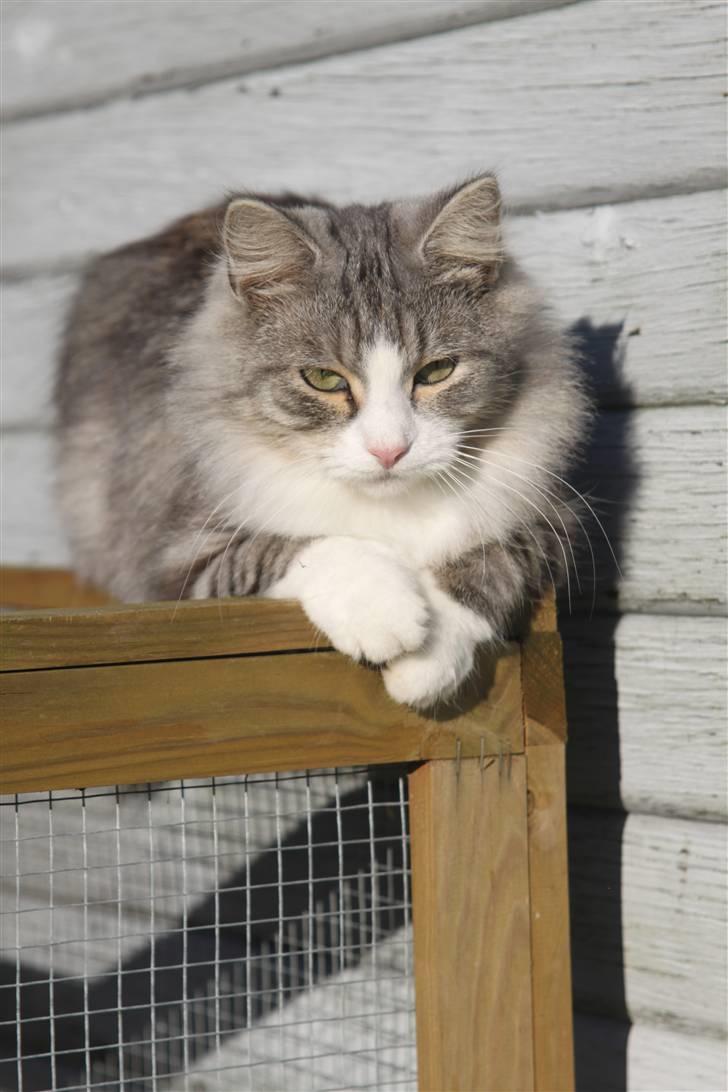 Norsk Skovkat Nova billede 1