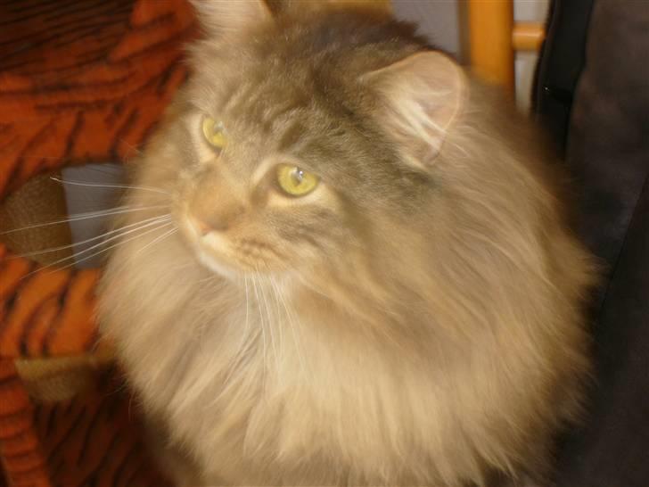 Maine Coon joey billede 5