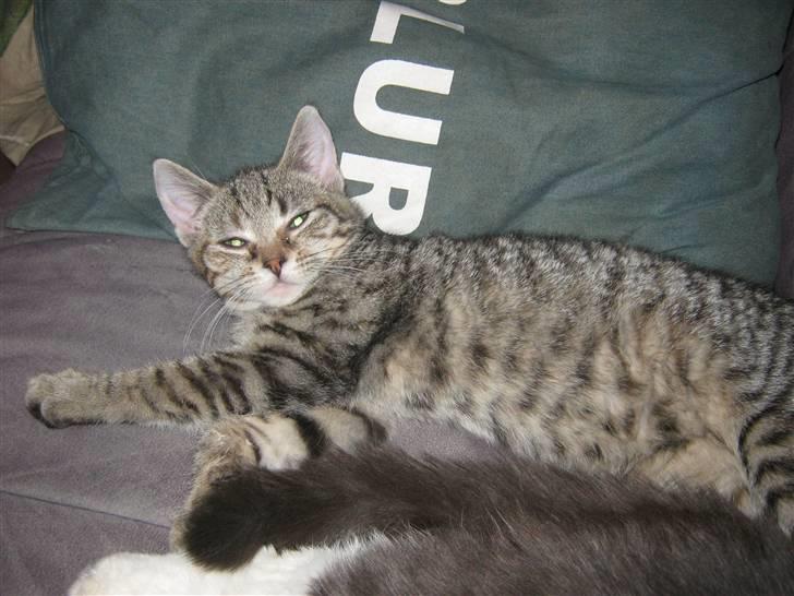 Huskat lille misty billede 1